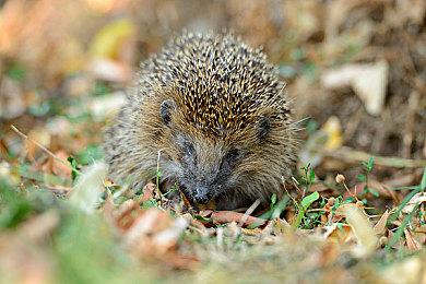 《金德曼积善医务室》4月11日登陆主机 支持试玩